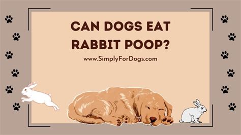 dog ate rabbit poop